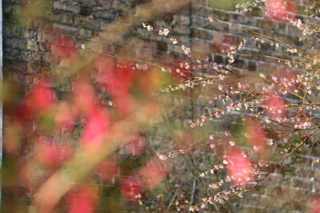 Image of cherry blossom in front of a wall  