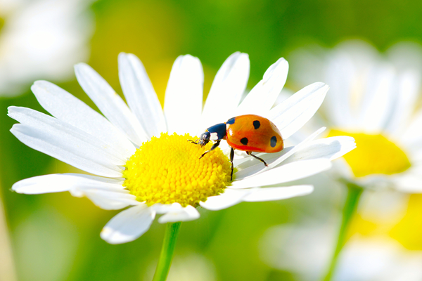 ladybird on daisy