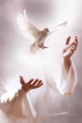 hands releasing a dove