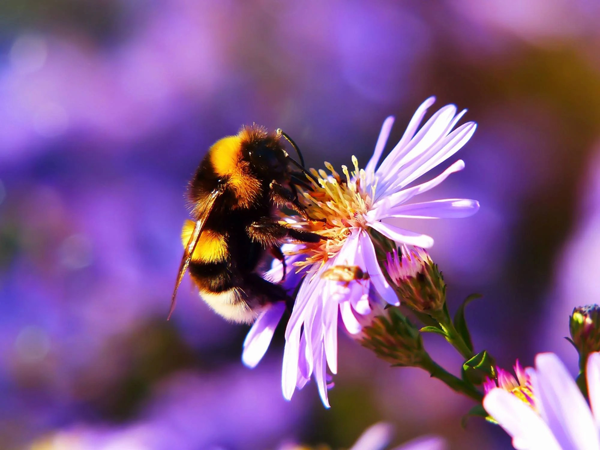 Bee on purple flower