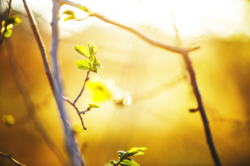 budding leaves